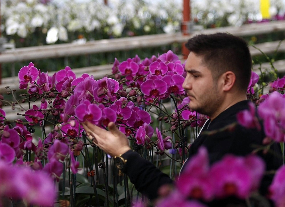 Sevgililerin orkidesi Antalya'dan