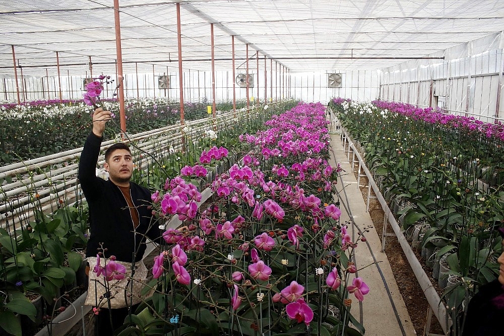 Sevgililerin orkidesi Antalya'dan