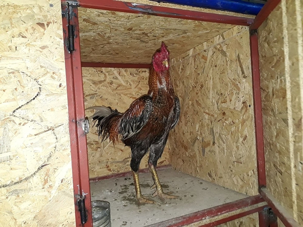 Antalya'da evde horoz dövüşüne suçüstü!