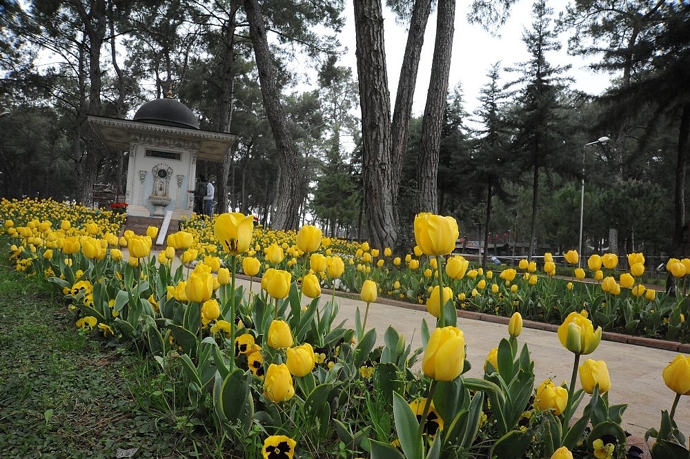 Kepez'de park ve bahçeler laleler ile donatıldı