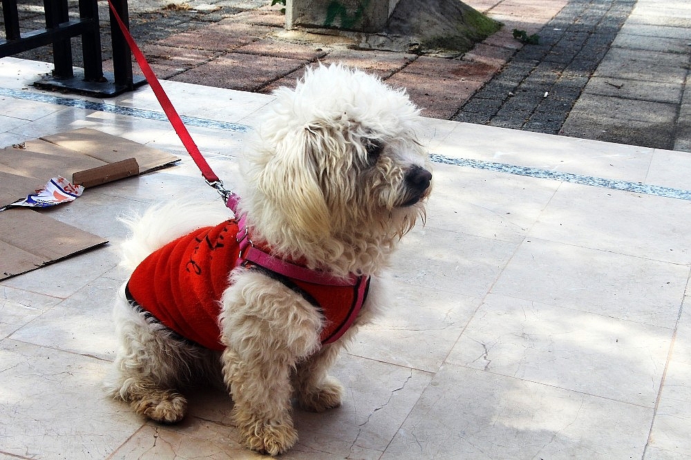Minik terrier cinsi köpeğin sahibi aranıyor!