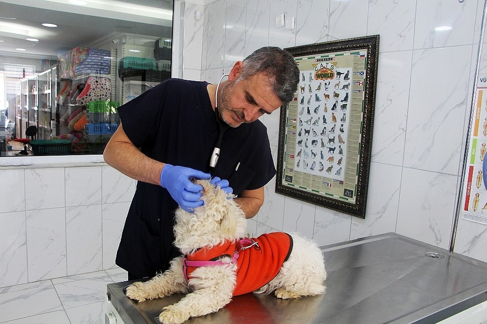 Minik terrier cinsi köpeğin sahibi aranıyor!