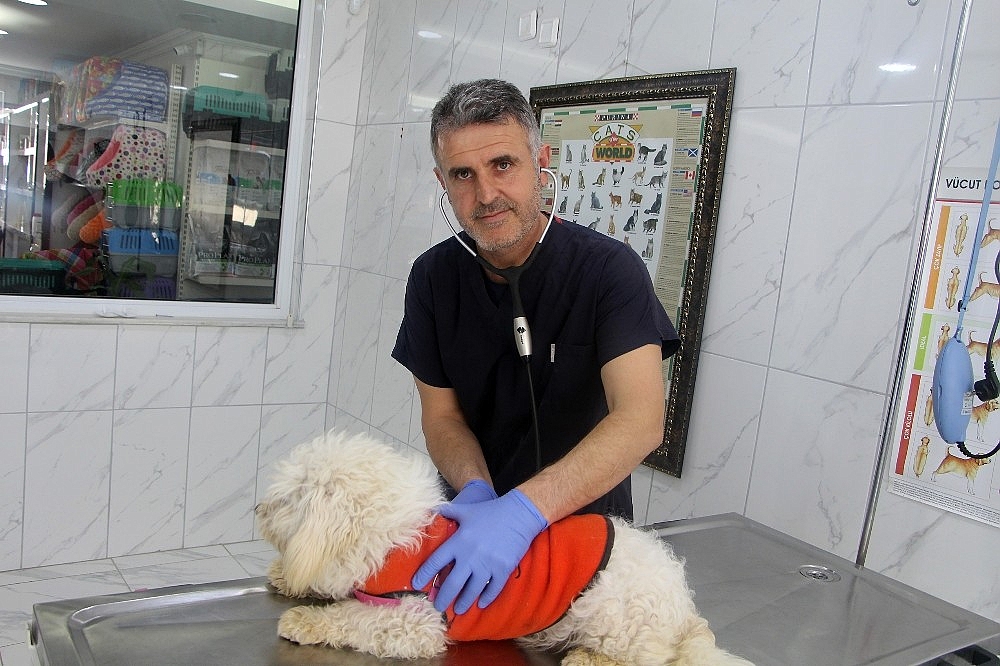 Minik terrier cinsi köpeğin sahibi aranıyor!