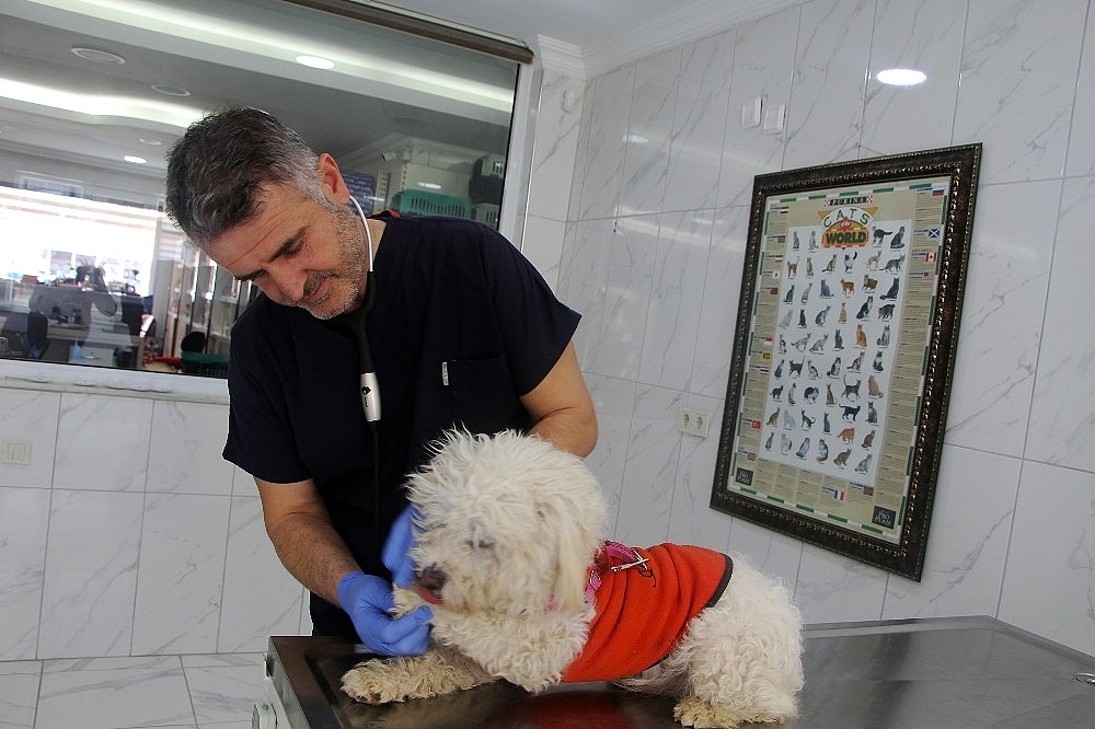 Minik terrier cinsi köpeğin sahibi aranıyor!