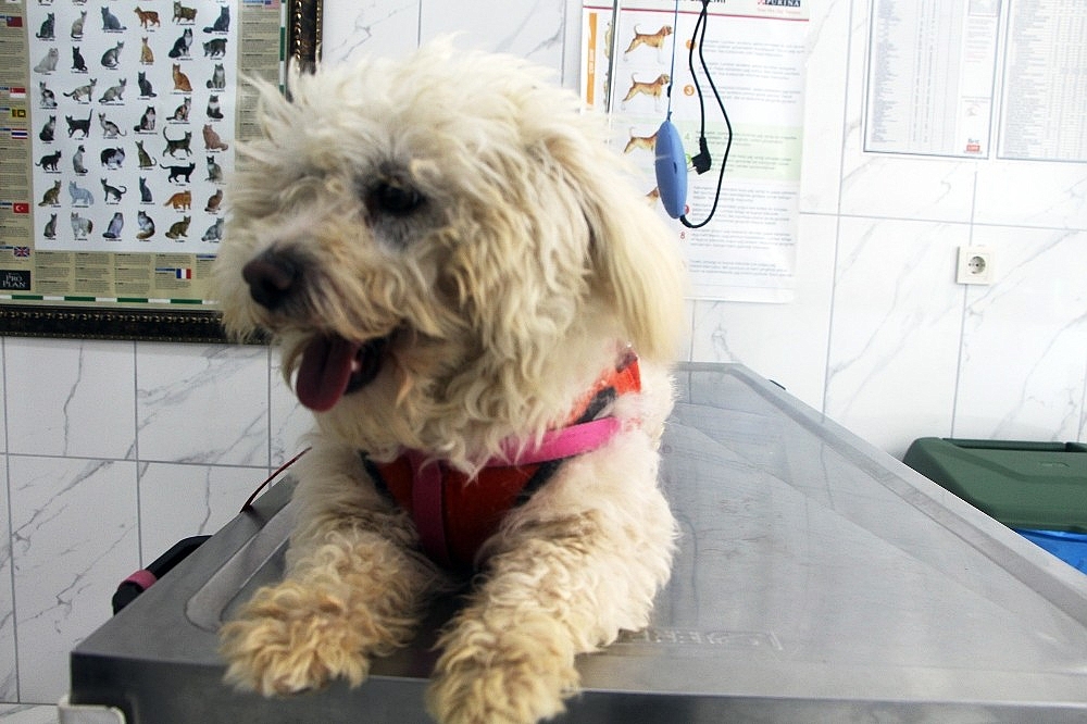 Minik terrier cinsi köpeğin sahibi aranıyor!