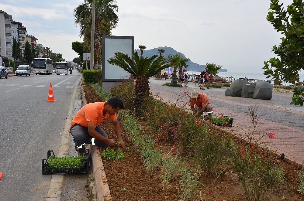 Alanya'ya 300 bin çiçek