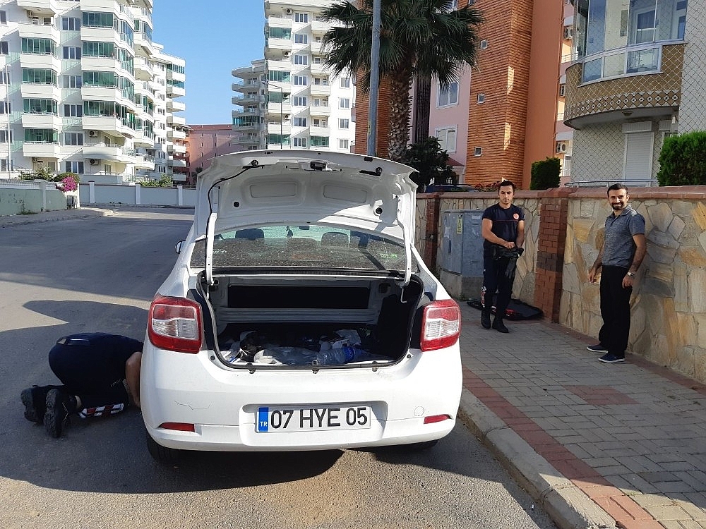 Alanya'da yılan paniği!