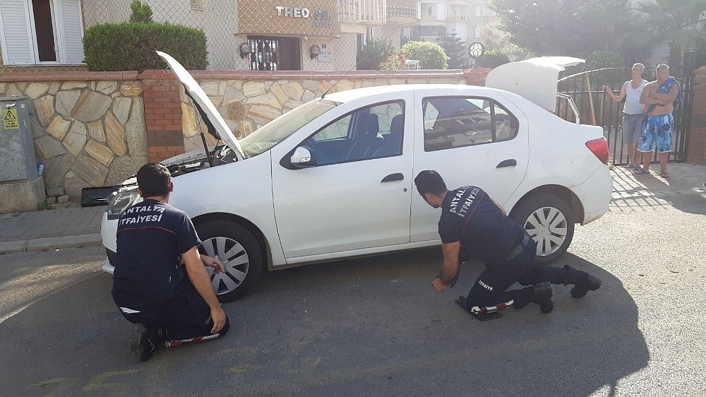 Alanya'da yılan paniği!