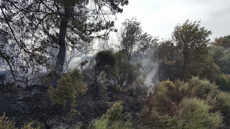 Antalya orman yangını seralara sıçramadan söndürüldü! (Videolu)