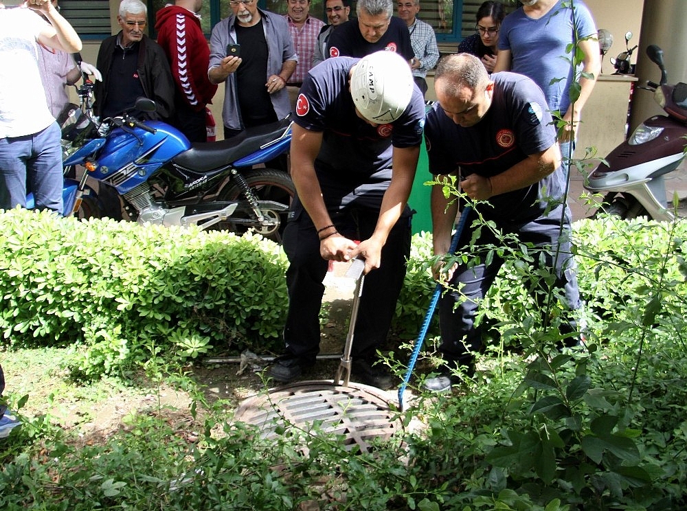 Antalya'da hastanede kedi kurtarma seferberliği!