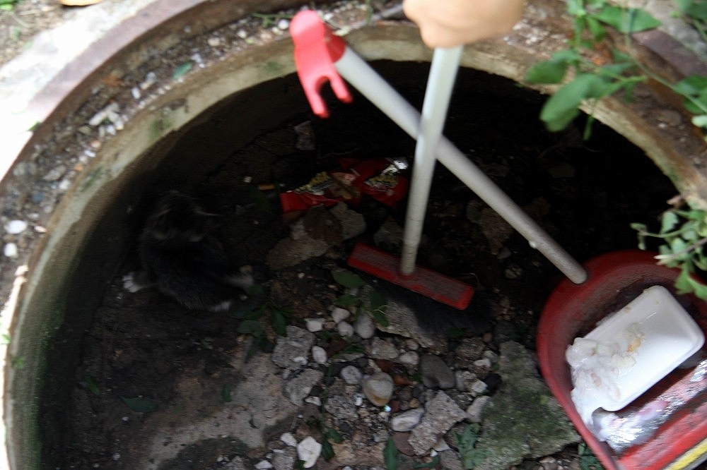 Antalya'da hastanede kedi kurtarma seferberliği!