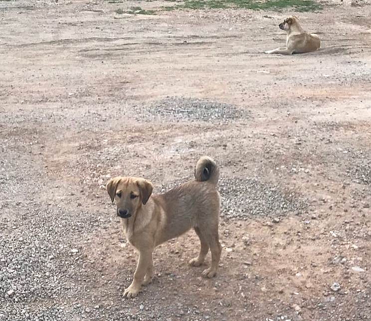 Kulağı kesilen köpeklere Büyükşehir'den yardım eli