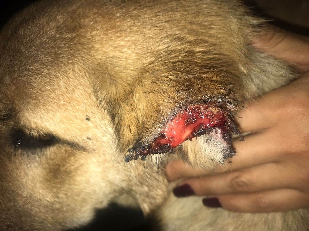 Kulağı kesilen köpeklere Büyükşehir'den yardım eli