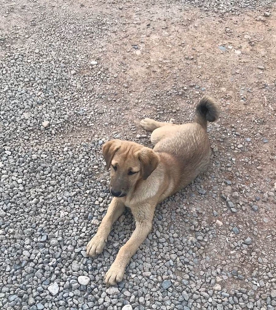 Kulağı kesilen köpeklere Büyükşehir'den yardım eli