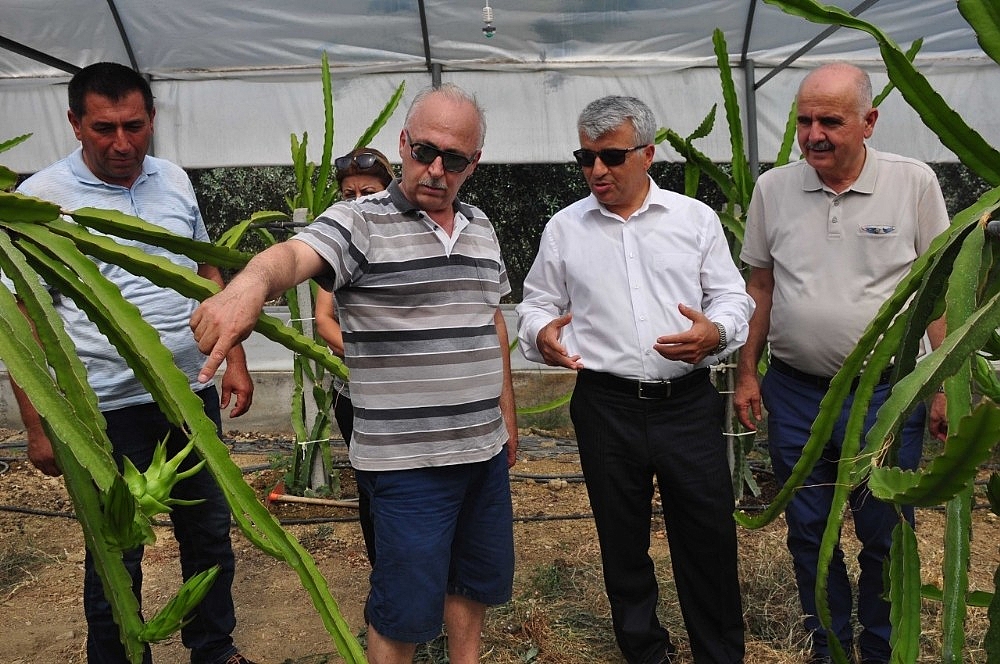 Ejder meyvesi pitaya Manavgat'ta yetiştirildi