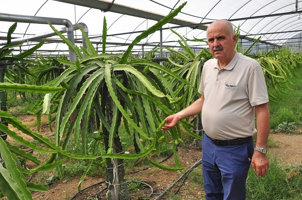 Ejder meyvesi pitaya Manavgat'ta yetiştirildi