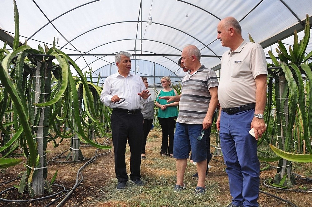 Ejder meyvesi pitaya Manavgat'ta yetiştirildi