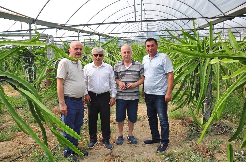 Ejder meyvesi pitaya Manavgat'ta yetiştirildi