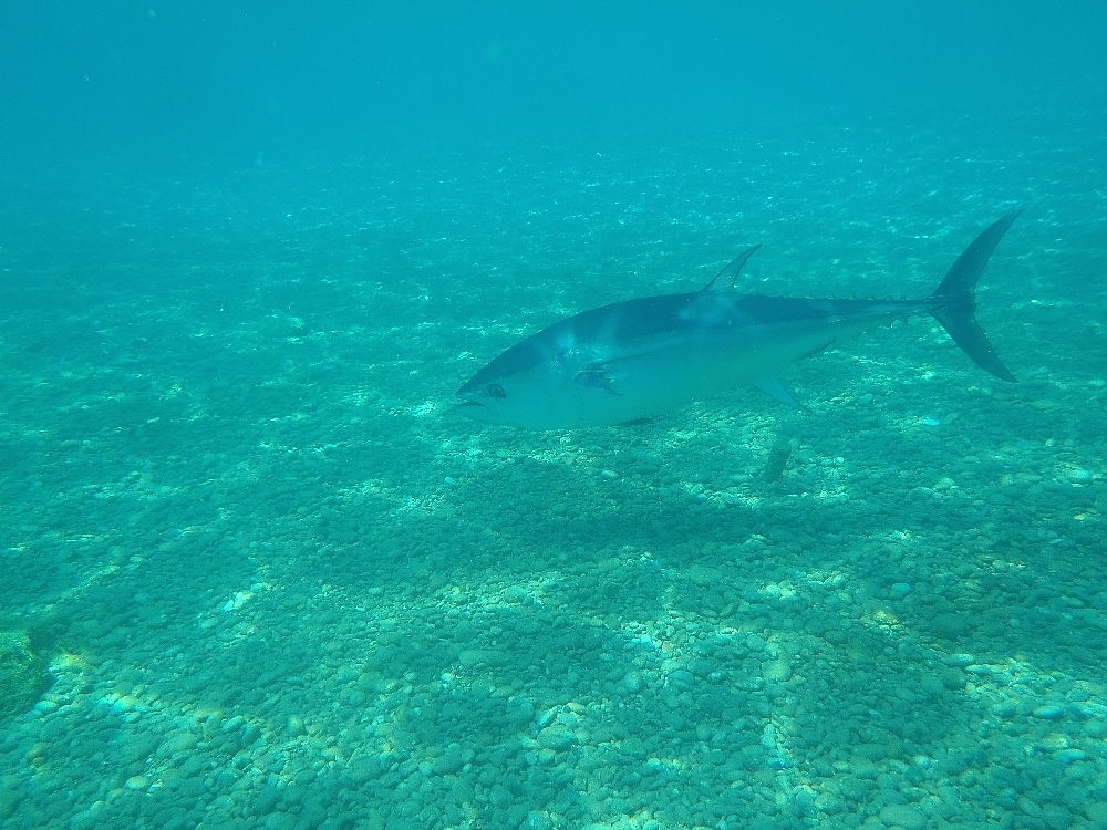 Antalya'da aslan balığı ve orkinos görüntülendi