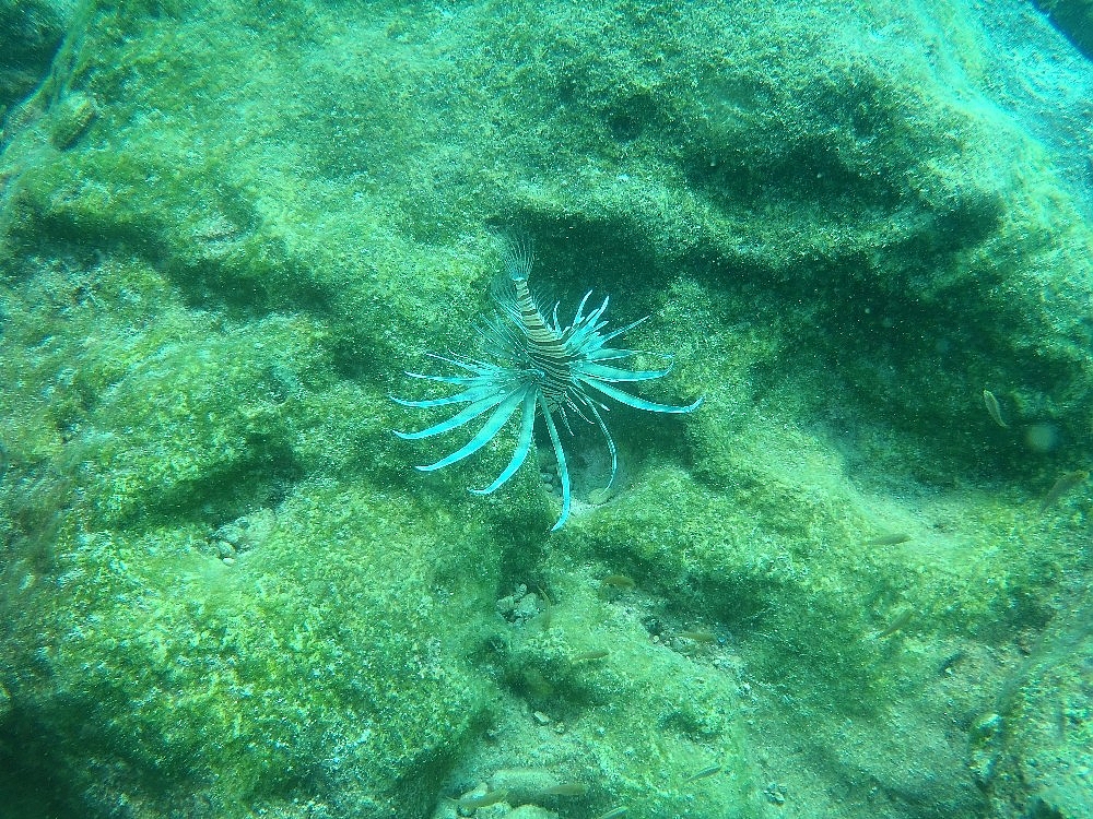 Antalya'da aslan balığı ve orkinos görüntülendi