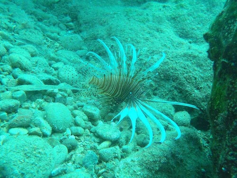Antalya'da aslan balığı ve orkinos görüntülendi
