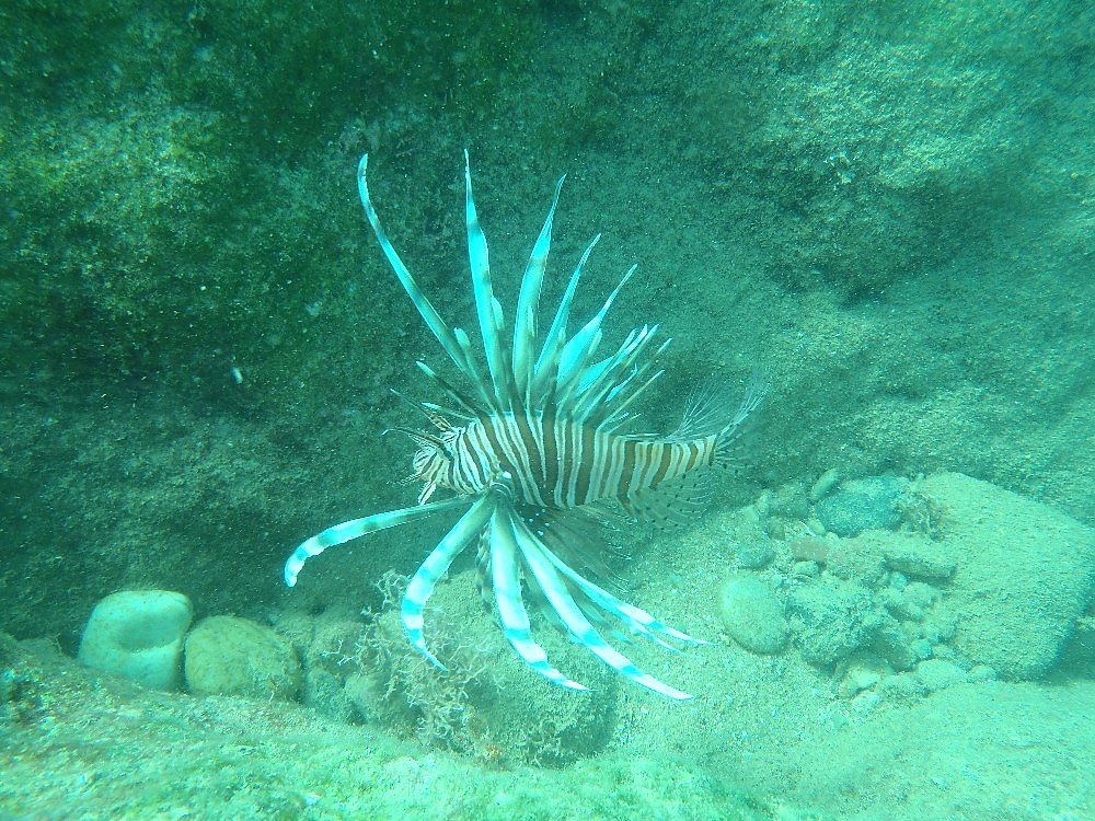 Antalya'da aslan balığı ve orkinos görüntülendi