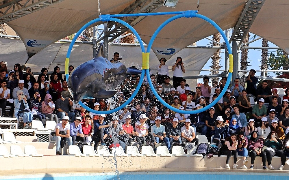 Antalya'da fok ve yunusların muhteşem şovu