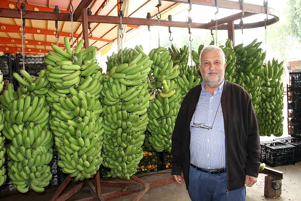 İthal muz ve üretim arttı, yerli muzun fiyatı düştü