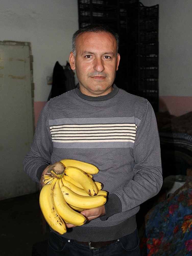 İthal muz ve üretim arttı, yerli muzun fiyatı düştü
