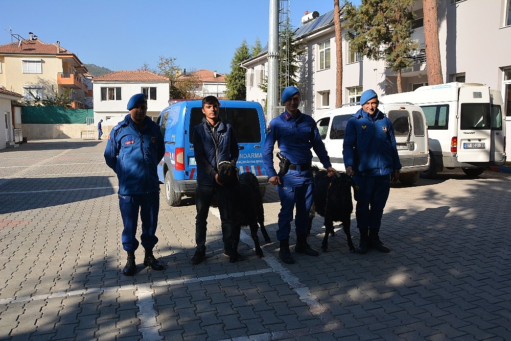 Jandarma keçi hırsızlarını yakaladı!