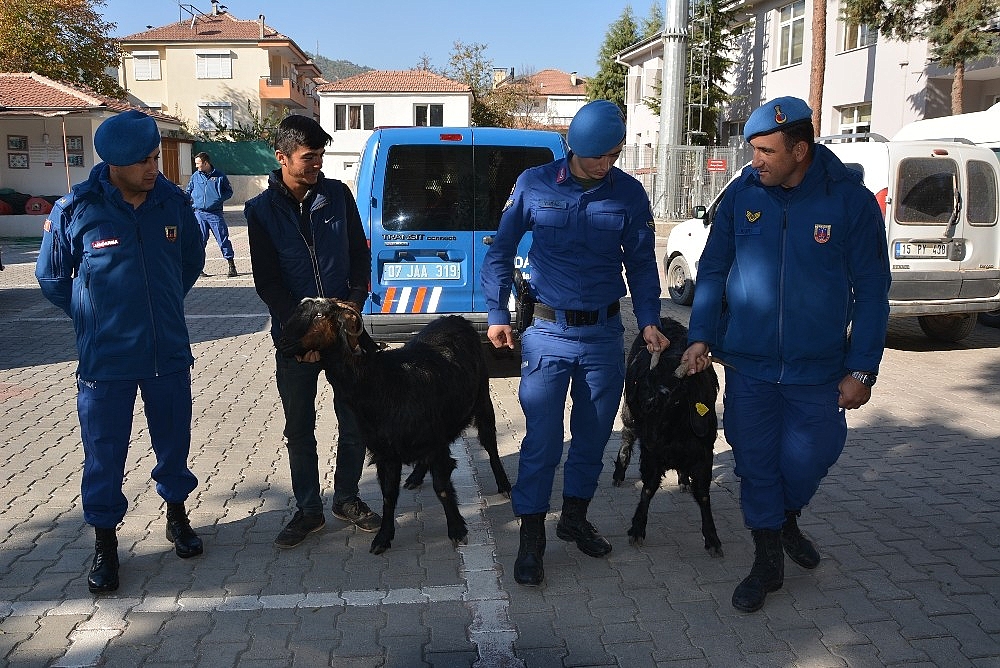 Jandarma keçi hırsızlarını yakaladı!