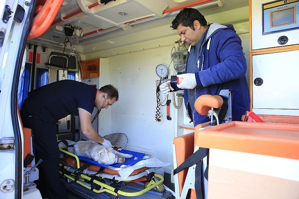 Büyükşehir, sokak hayvanlarını yalnız bırakmadı