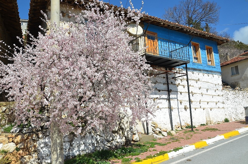 Akseki'de badem ağaçları çiçek açtı
