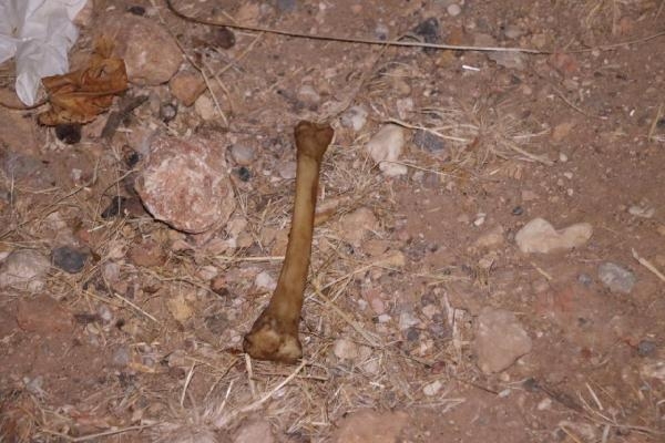Antalya'da köpek ölümlerine yenileri eklendi