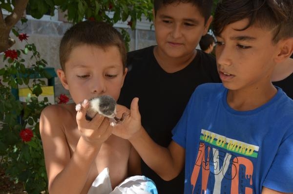 Rögarda mahsur kalan yavru kediler için seferberlik