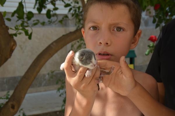 Rögarda mahsur kalan yavru kediler için seferberlik