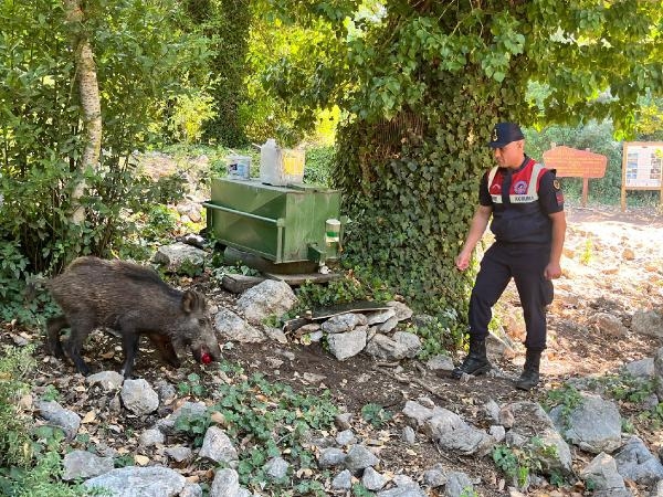 Sıcaktan bunalan domuza jandarmadan yardım eli