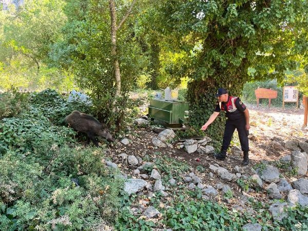 Sıcaktan bunalan domuza jandarmadan yardım eli
