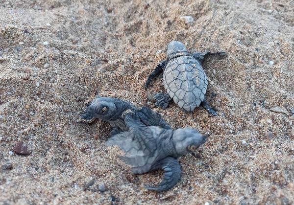 Yavru caretta carettalar için 'göbek bağı' uyarısı: Dokunmayın
