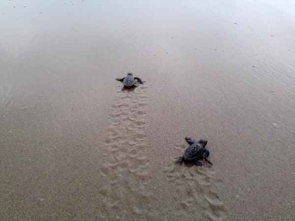 Yavru caretta carettalar için 'göbek bağı' uyarısı: Dokunmayın