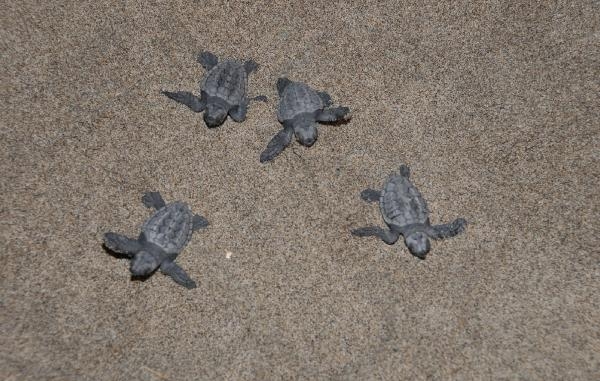 Yavru caretta carettalar için 'göbek bağı' uyarısı: Dokunmayın