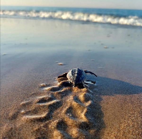Yavru caretta carettalar için 'göbek bağı' uyarısı: Dokunmayın