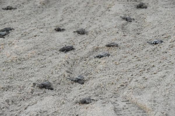Yavru caretta carettalar için 'göbek bağı' uyarısı: Dokunmayın