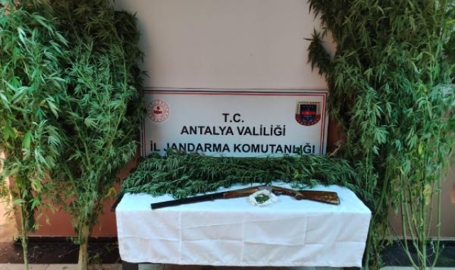 Bahçelere ekilen kenevire jandarma baskını