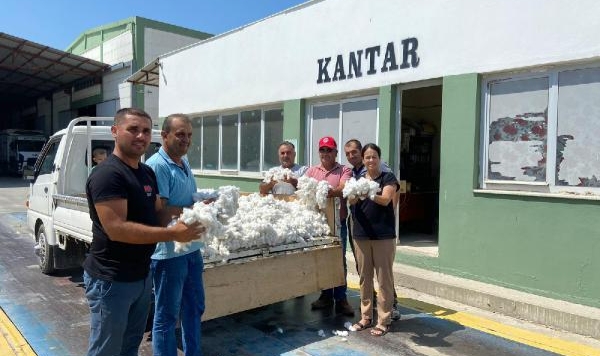 'Beyaz altın'da HASAT BAŞLADI