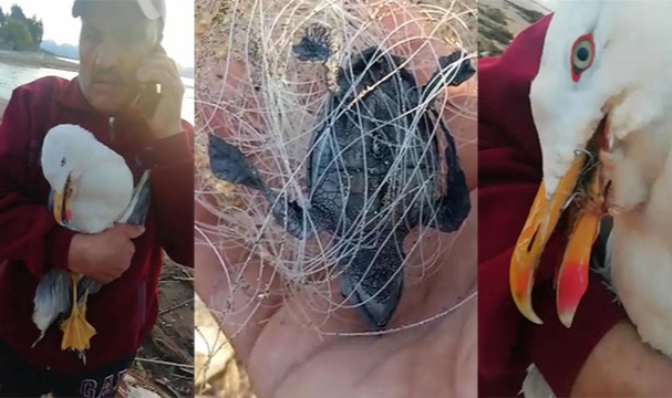 Misinaya dolanan caretta caretta yavrusu ile olta iğnesine takılan martı öldü
