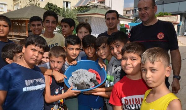 Rögarda mahsur kalan yavru kediler için seferberlik