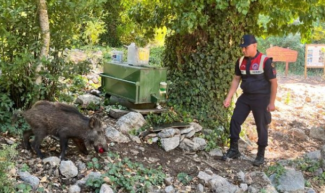 Sıcaktan bunalan domuza jandarmadan yardım eli