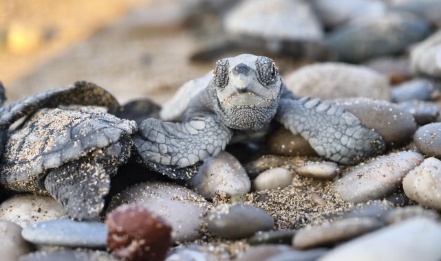 Antalya'da yarım milyona yakın caretta yavrusu denizle buluştu