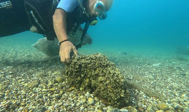 İstilacı istiridye ve midyeler, yerli deniz kestanelerinin yerini aldı